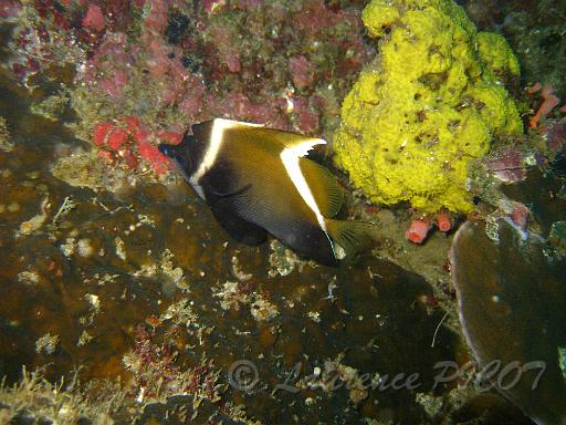 Henochius varius.JPG